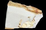 Partial Fossil Pea Crab (Pinnixa) From California - Miocene #105036-1